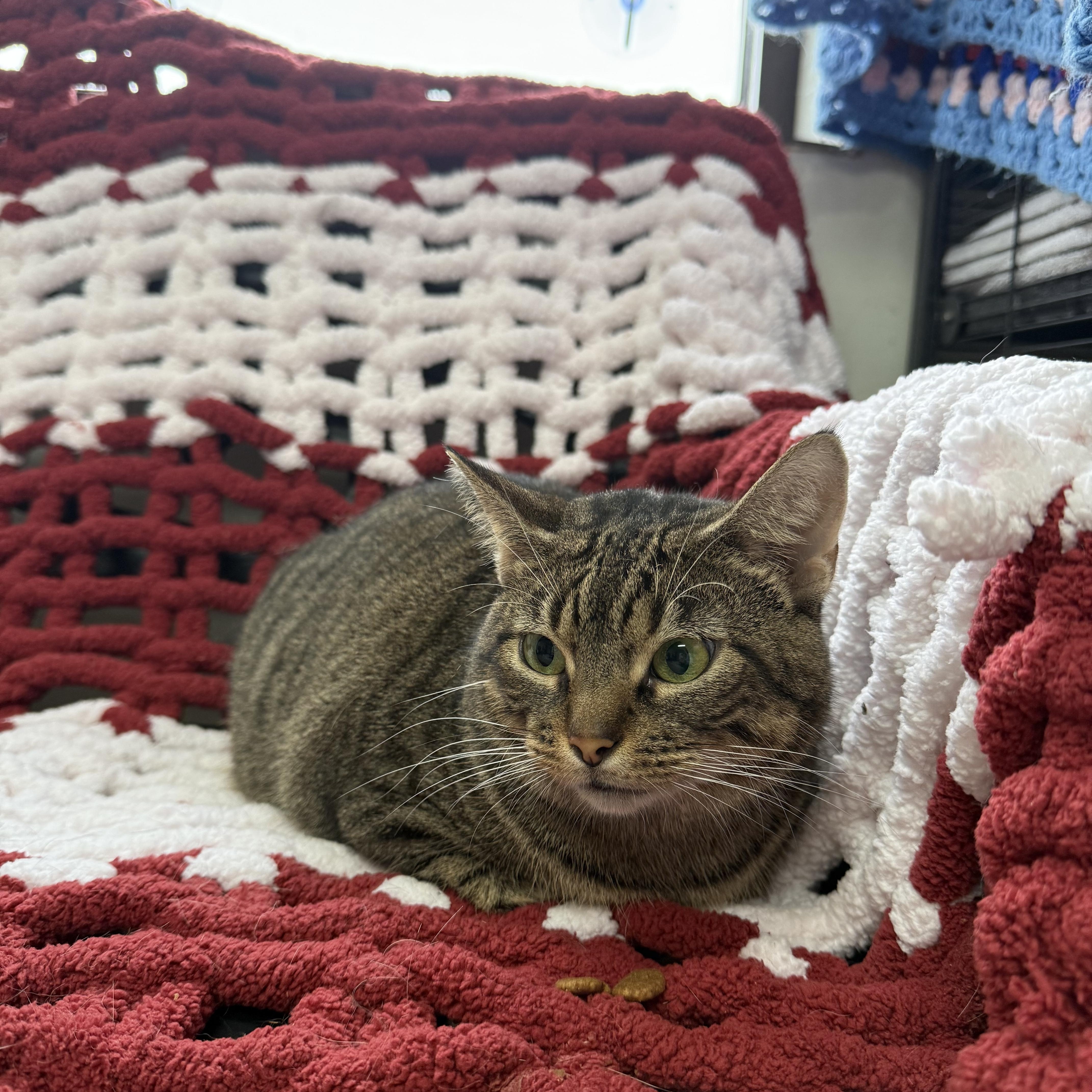 Butters, Adoptable, Adult Female Domestic Short Hair.