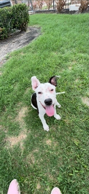 Abigail , Adopted, Young Female American Staffordshire Terrier.