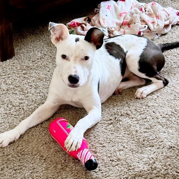 Enlarge Abigail , a Adopted mixed breed in Inez, TX image 2/5