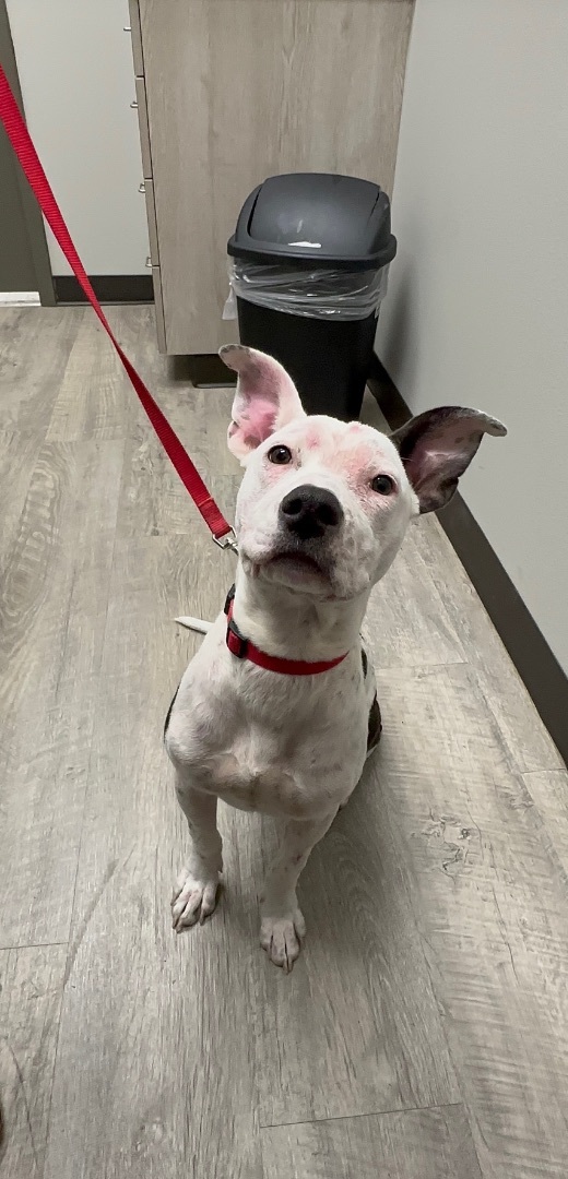 Enlarge Abigail , a Adopted mixed breed in Inez, TX image 3/5