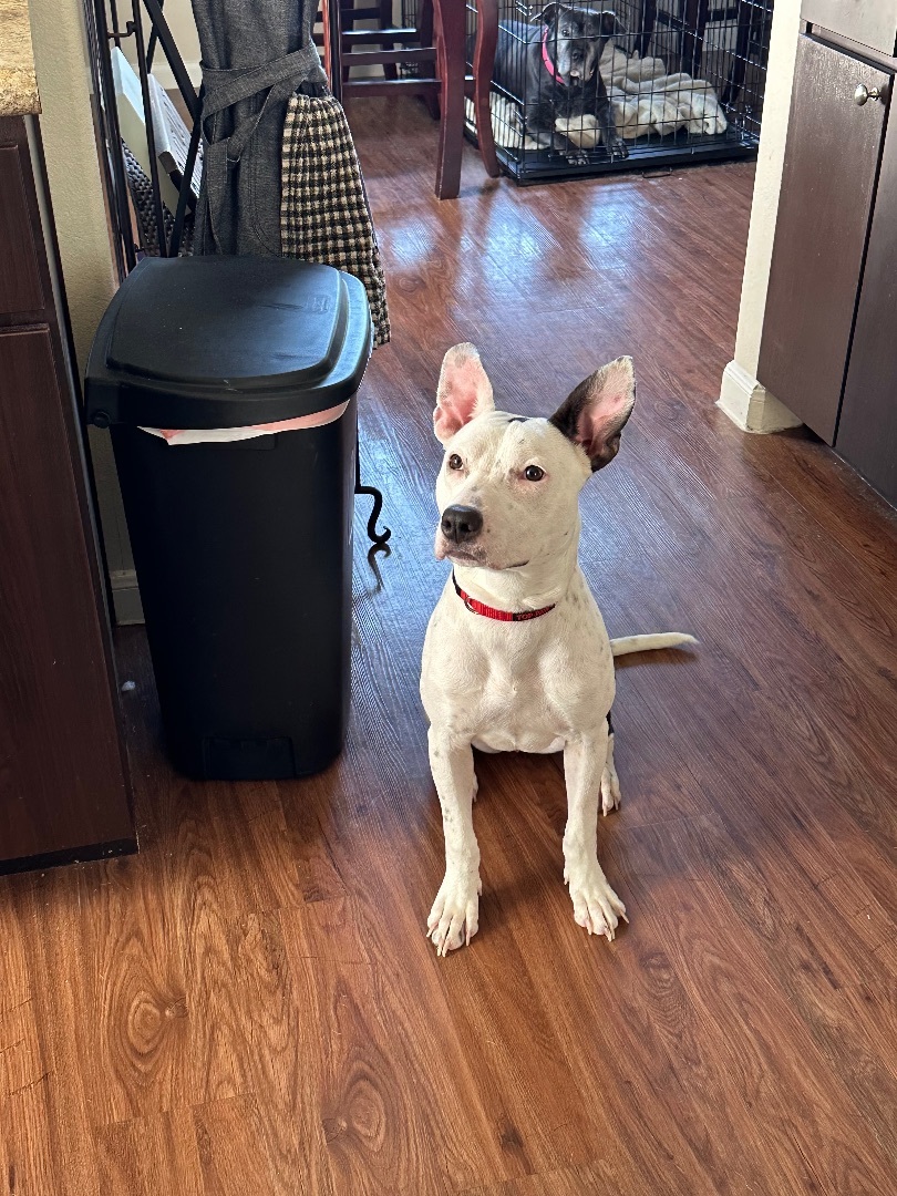Enlarge Abigail , a Adopted mixed breed in Inez, TX image 4/5