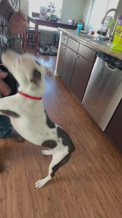 Enlarge Abigail , a Adopted mixed breed in Inez, TX video 5/5