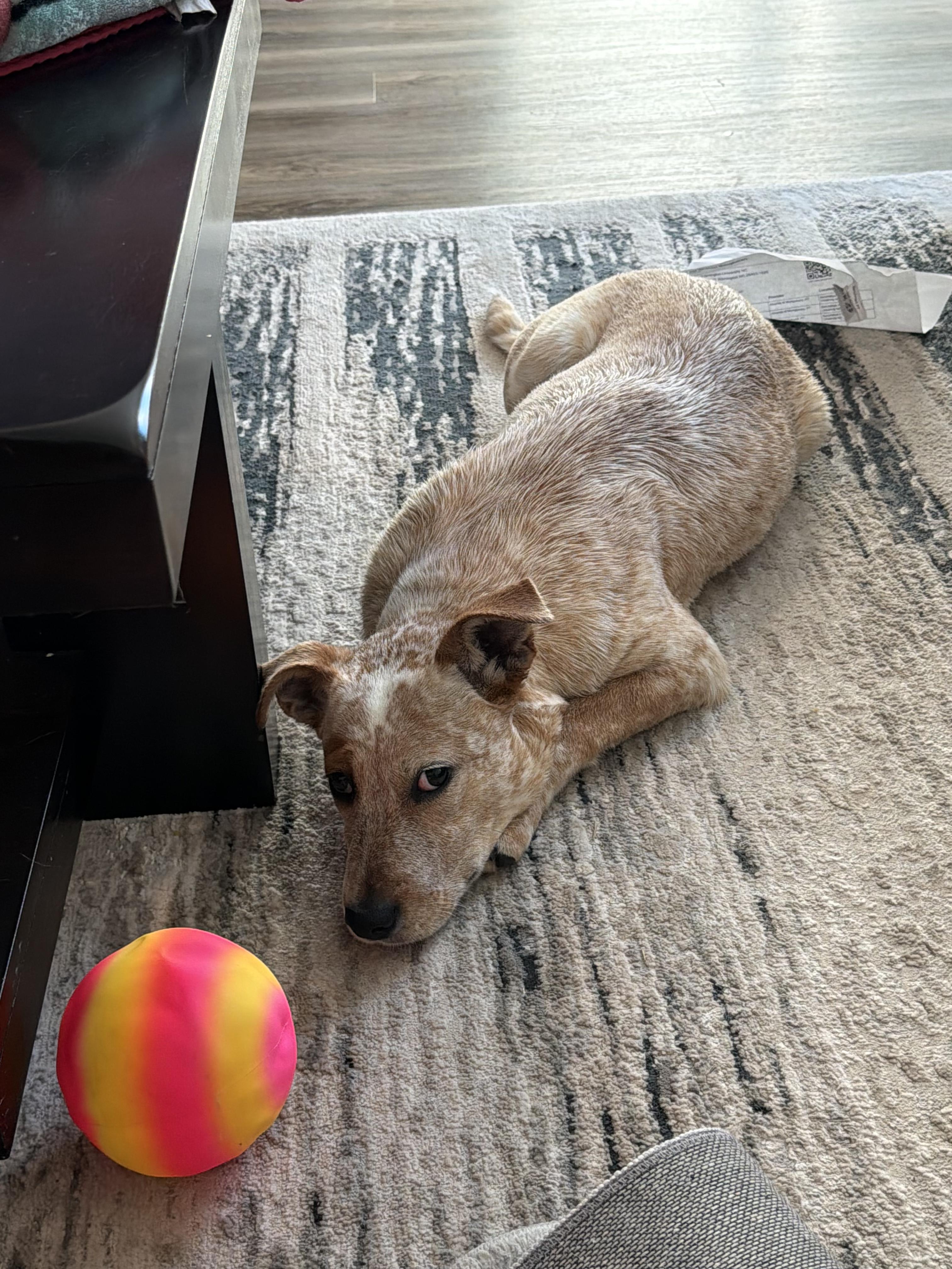 Enlarge Chili, a ADOPTABLE mixed breed in Wilmington, NC image 2/2