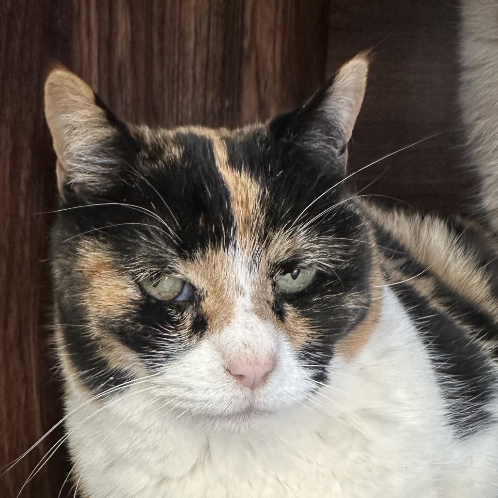 Enlarge Brownie, a Adoptable Domestic Short Hair in Park City, UT image 1/5