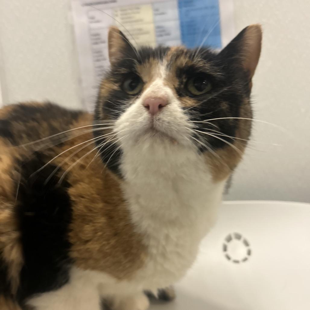 Enlarge Brownie, a Adoptable Domestic Short Hair in Park City, UT image 4/5