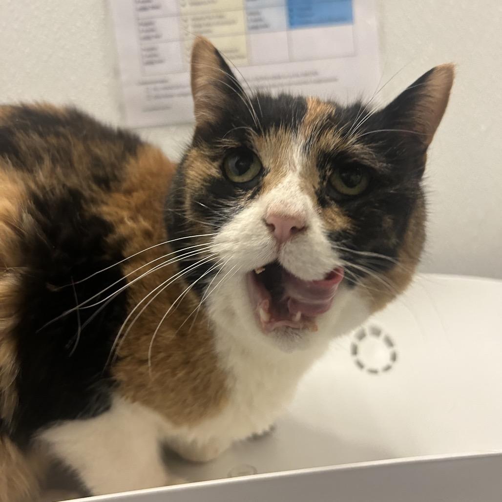 Enlarge Brownie, a Adoptable Domestic Short Hair in Park City, UT image 5/5
