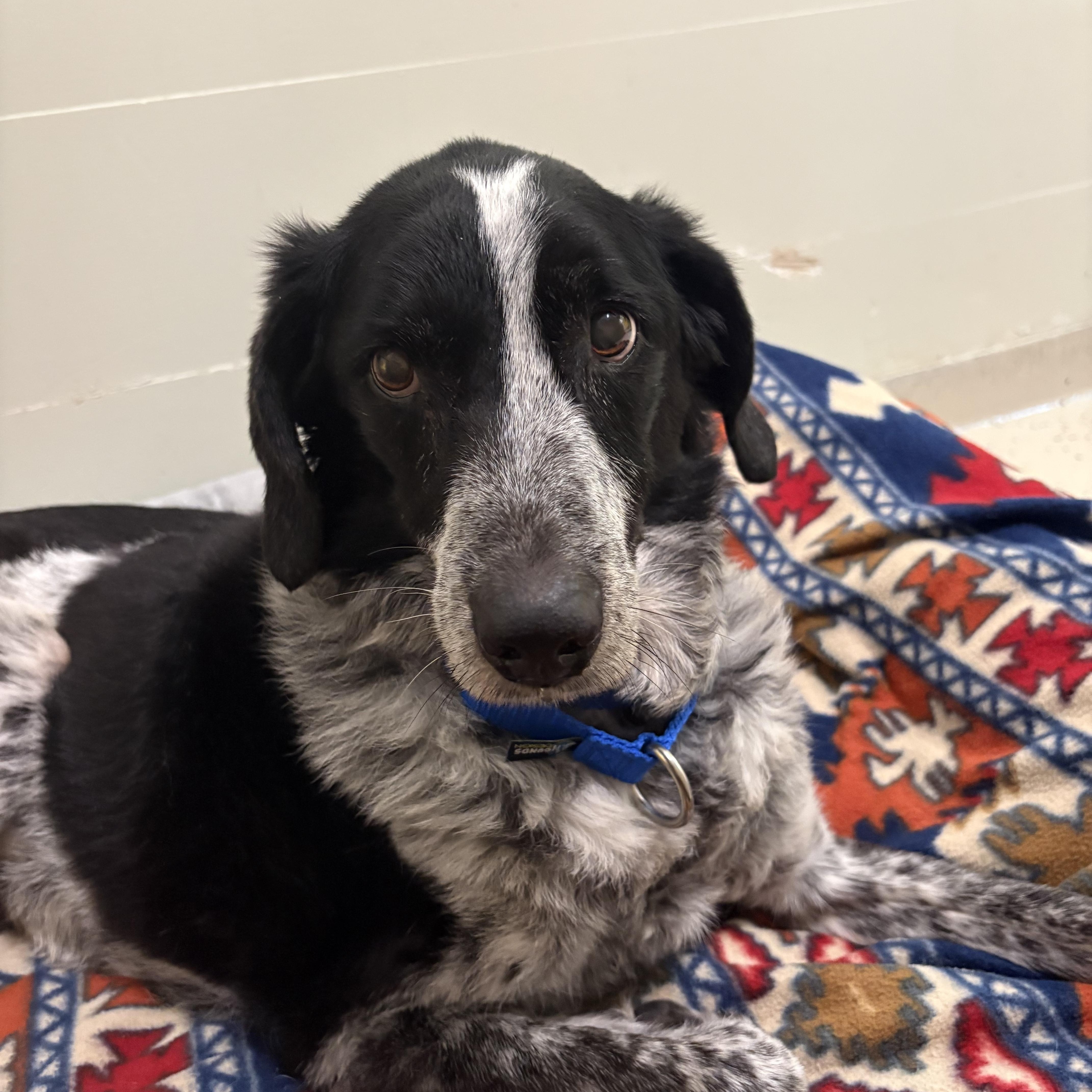 Savannah, adopted, Senior Female Cattle Dog.