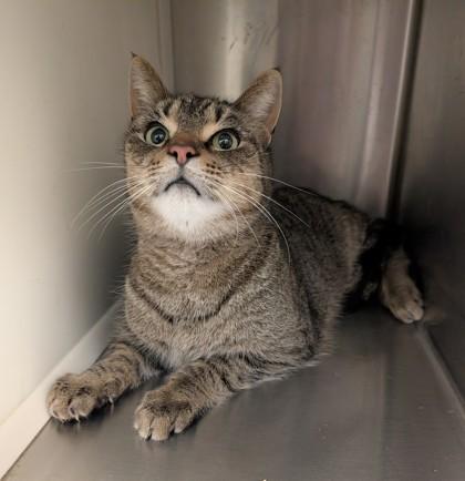 Ham and Cheese Croissant, Adoptable, Adult Male Domestic Short Hair & Domestic Short Hair.