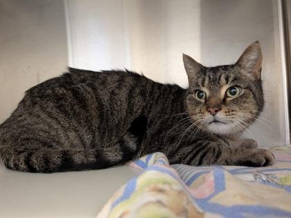 Enlarge Ham and Cheese Croissant, a Adoptable mixed breed in Sterling Heights, MI image 2/3