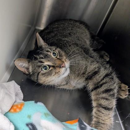 Enlarge Ham and Cheese Croissant, a Adoptable mixed breed in Sterling Heights, MI image 3/3