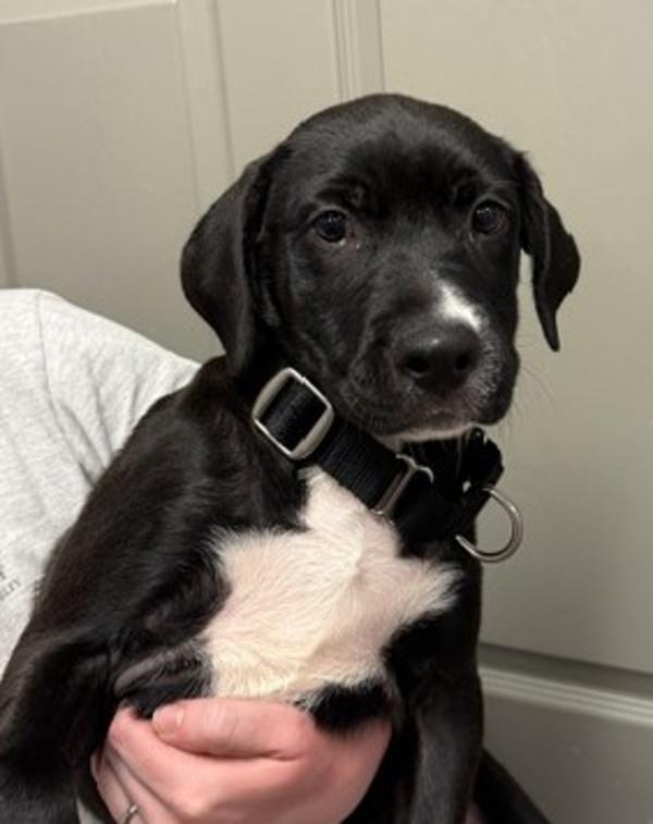 Enlarge Zindle, a Adoptable mixed breed in Littleton, CO image 1/1