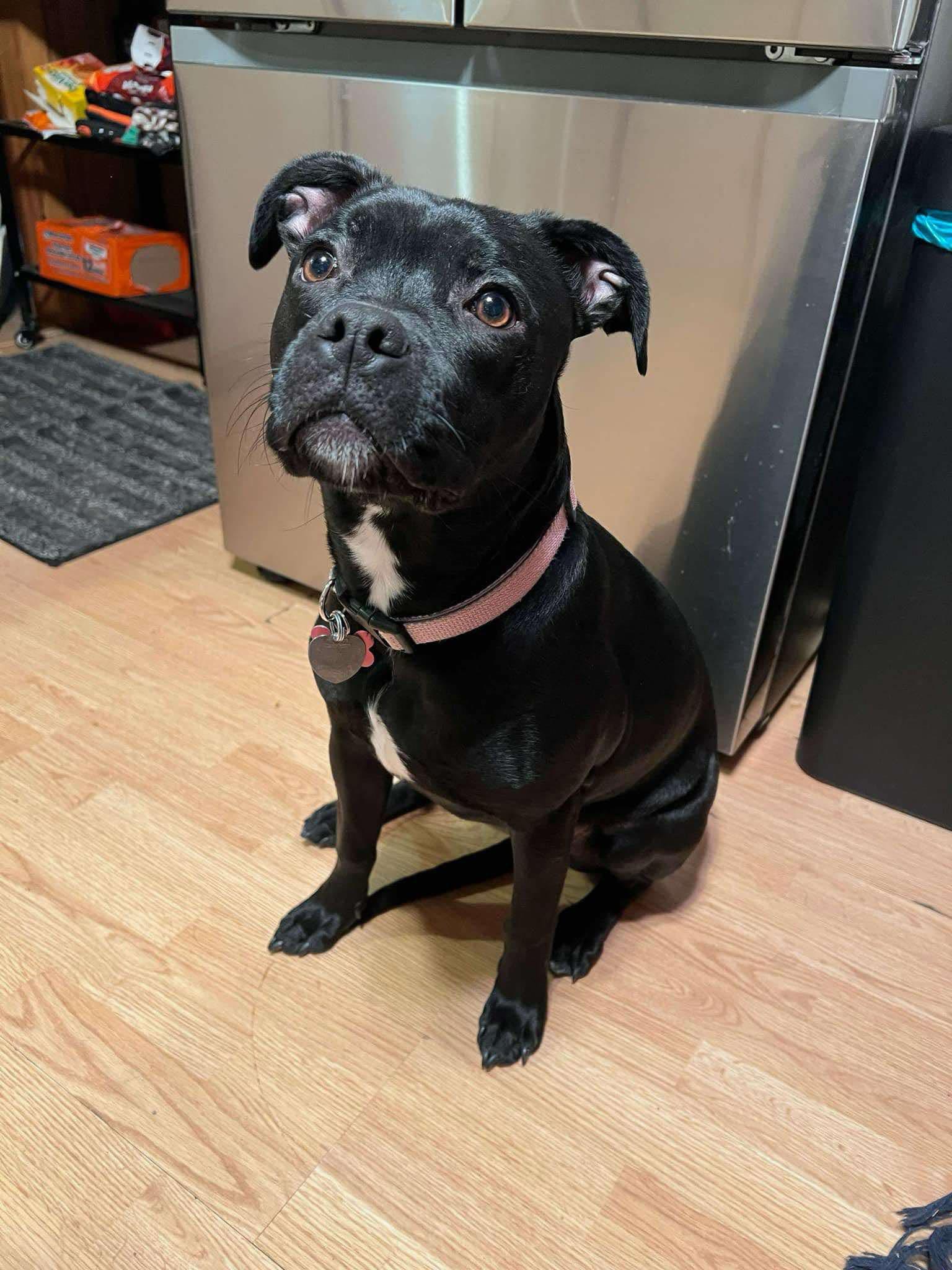 Enlarge Zoey, a Adoptable mixed breed in Franklin, PA image 1/1