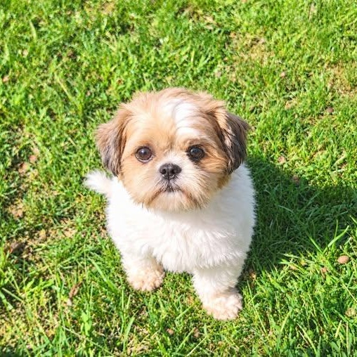 Sid, Adoptable, Adult Male Shih Tzu.