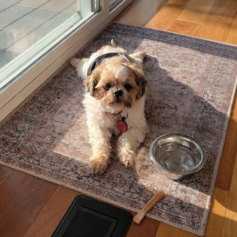Enlarge Sid, a Adoptable Shih Tzu in Hartland, WI image 3/6