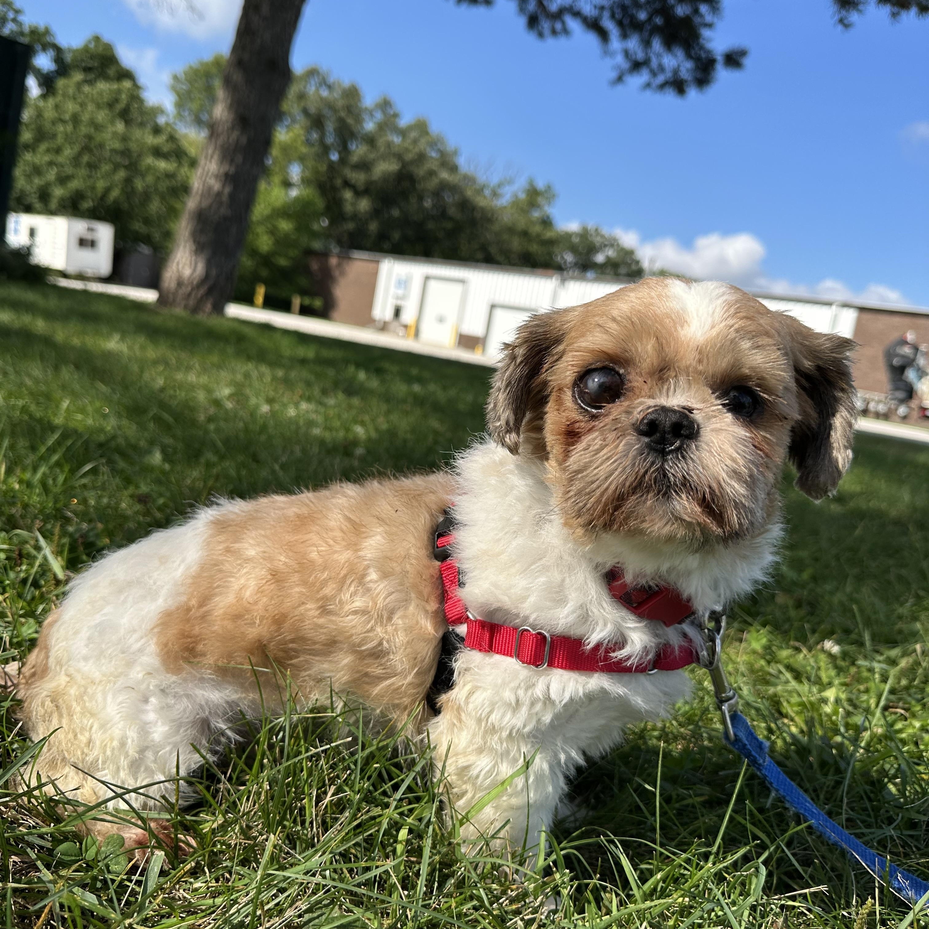 Enlarge Sid, a Adoptable Shih Tzu in Hartland, WI image 4/6