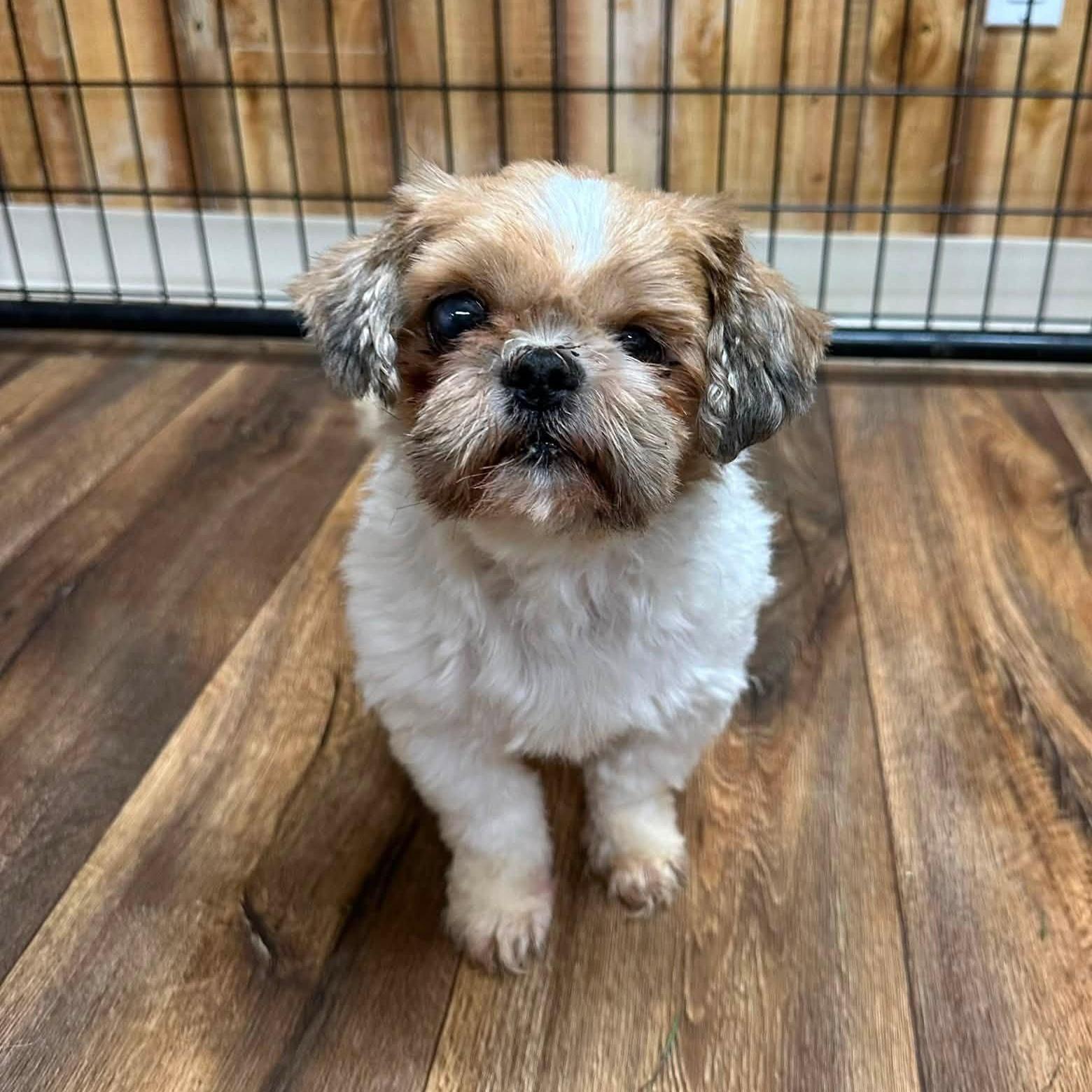 Enlarge Sid, a Adoptable Shih Tzu in Hartland, WI image 5/6