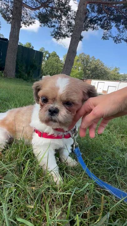 Enlarge Sid, a Adoptable Shih Tzu in Hartland, WI video 6/6