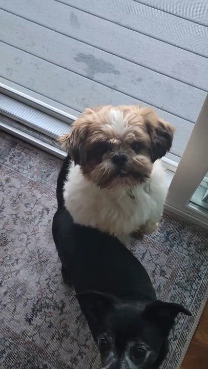 Enlarge Sid - Home Visit in Process, a Adoptable Shih Tzu in Hartland, WI video 6/7