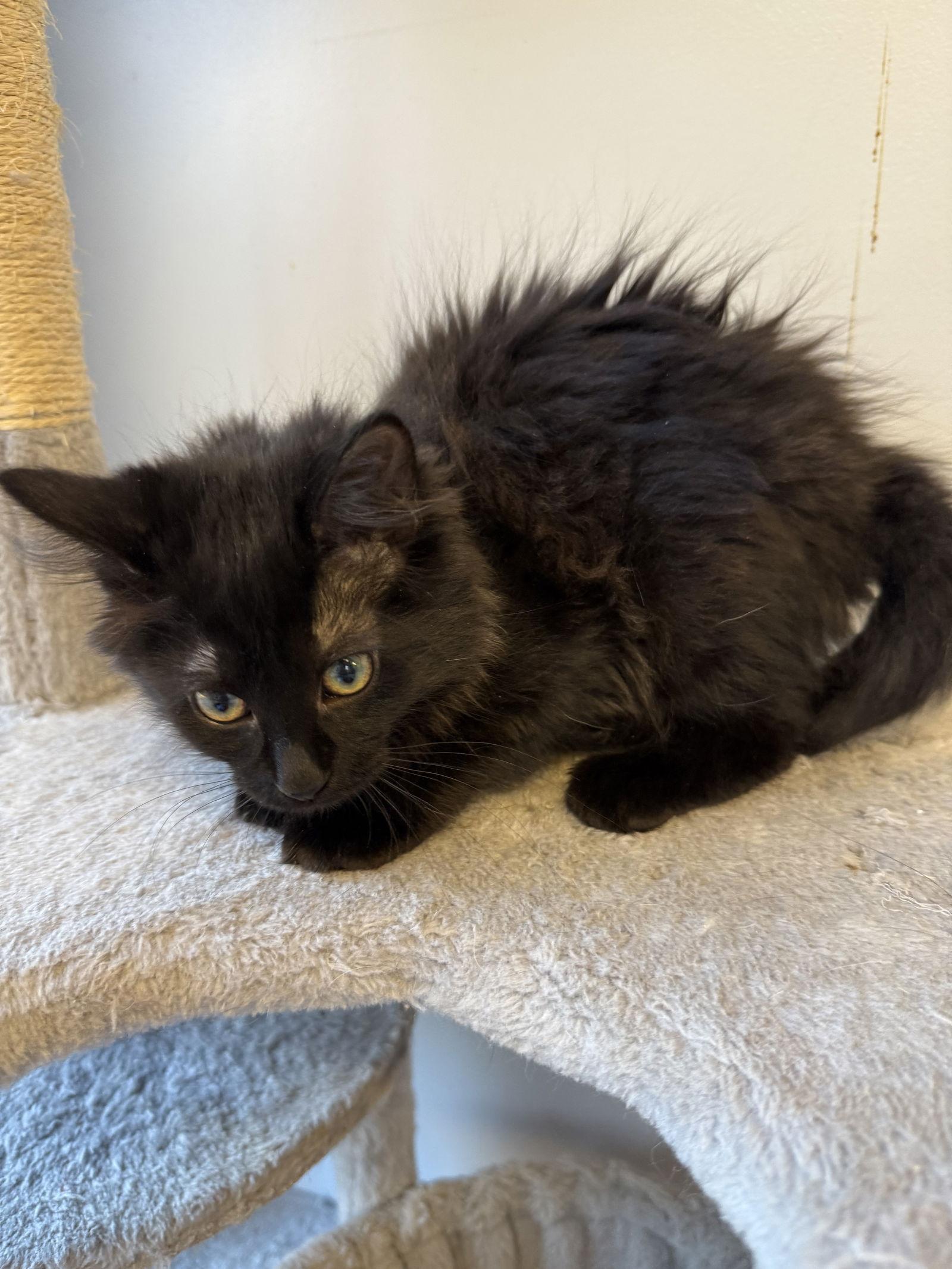 Torracat, Adoptable, Young Female Domestic Long Hair.