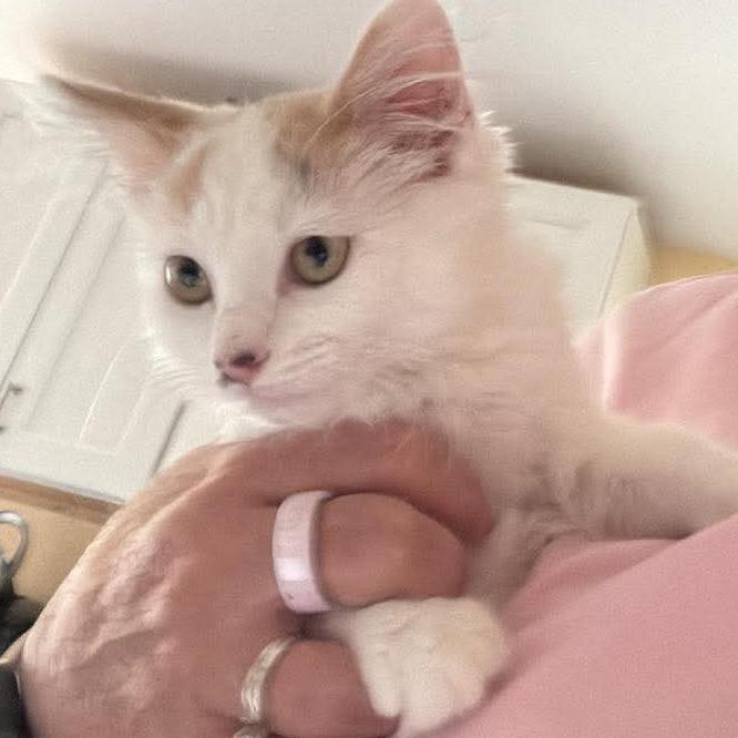 Enlarge Aspen Hughes, a Adoptable Domestic Medium Hair in Eagle Mountain, UT image 1/1