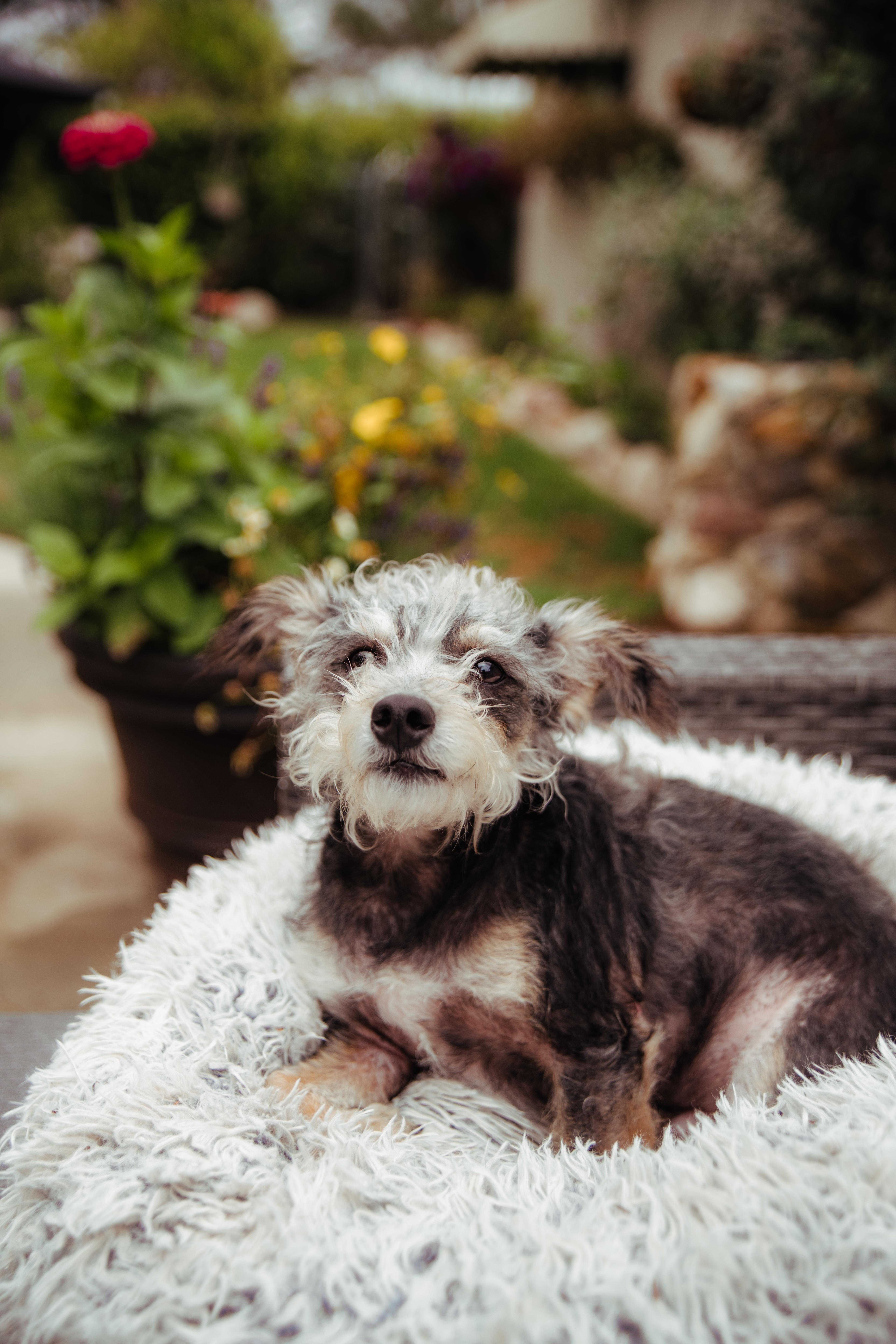 Remi, Adoptable, Adult Male Miniature Schnauzer.
