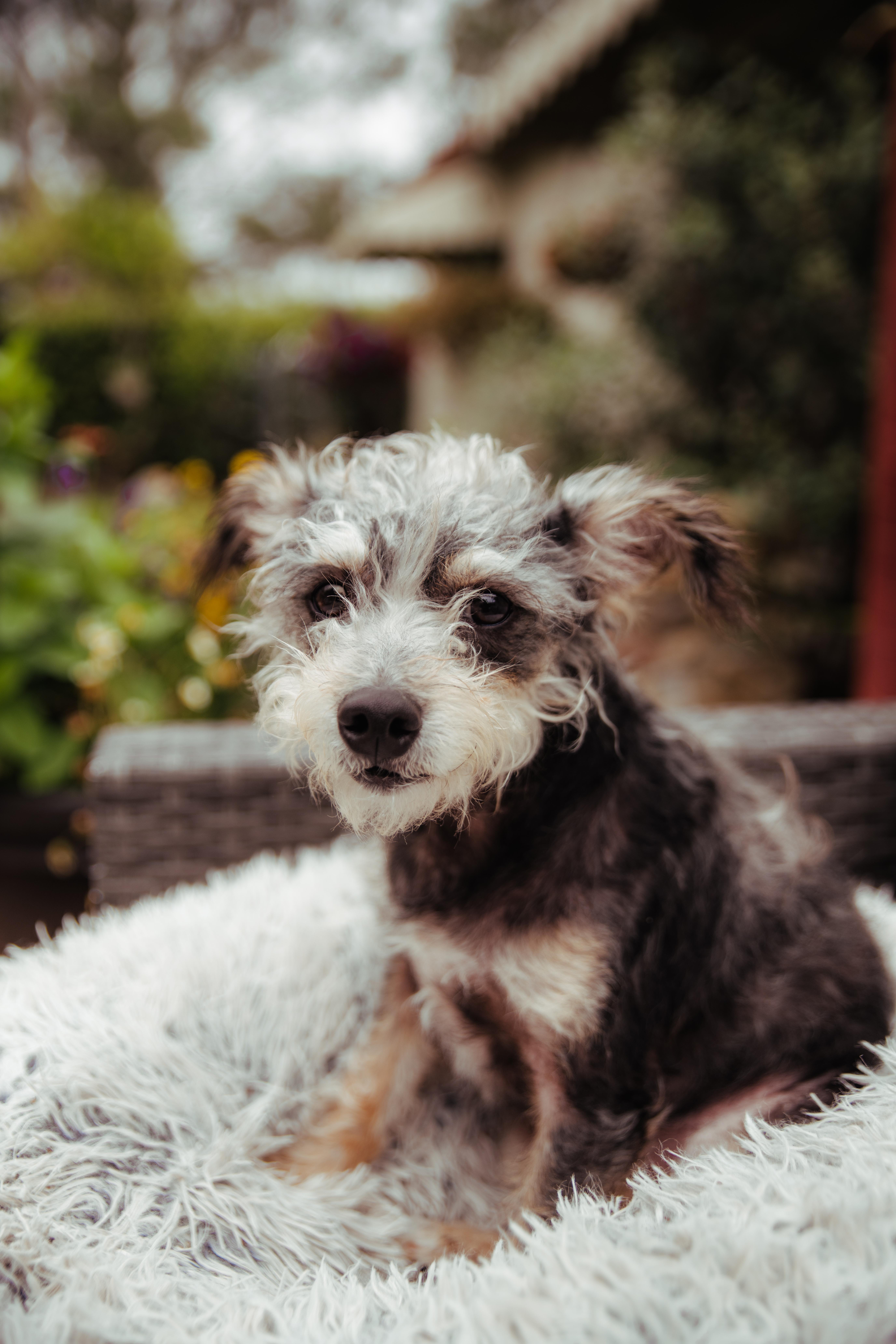 Enlarge Remi, a Adoptable mixed breed in West Hollywood, CA image 2/5