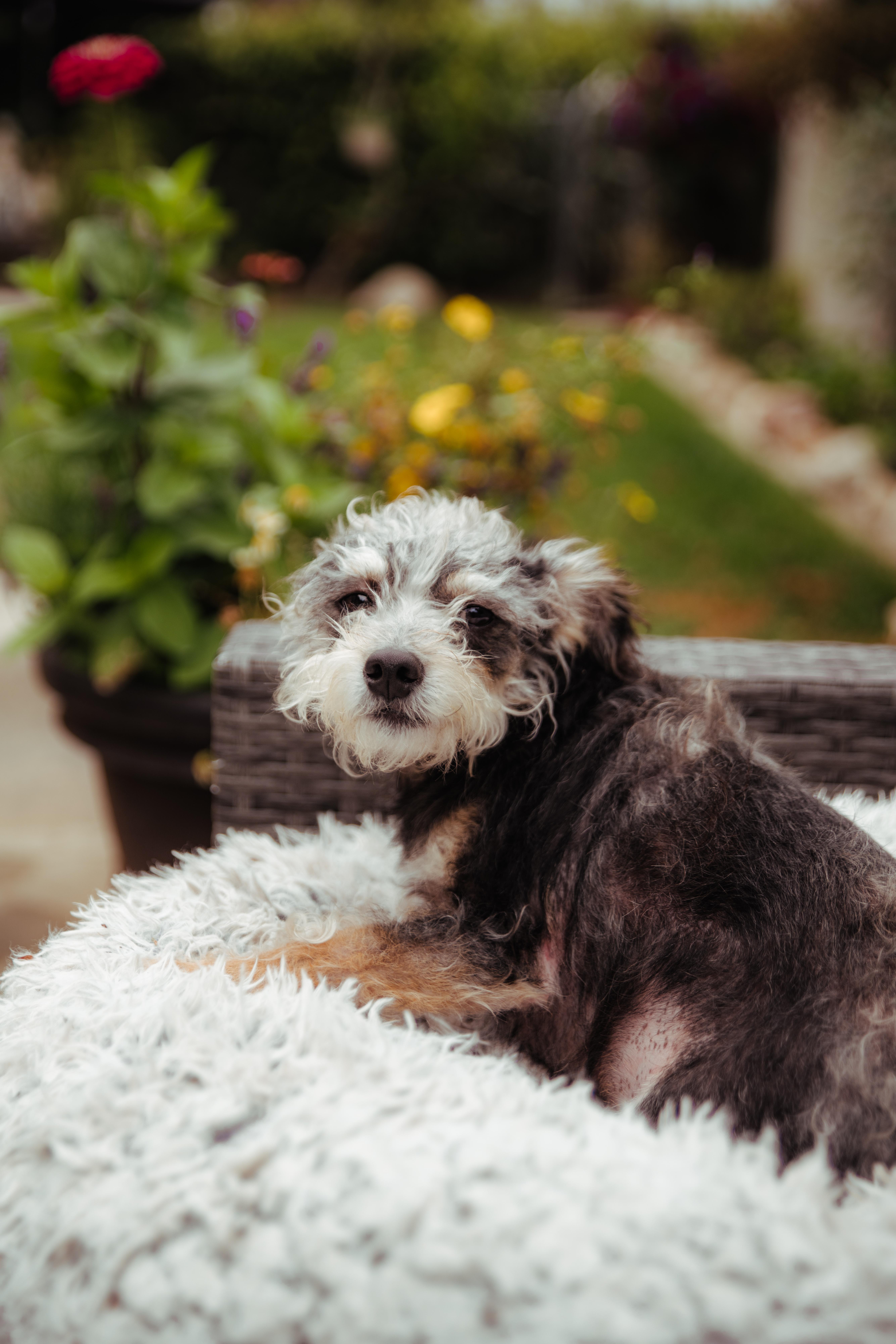 Enlarge Remi, a Adoptable mixed breed in West Hollywood, CA image 3/5