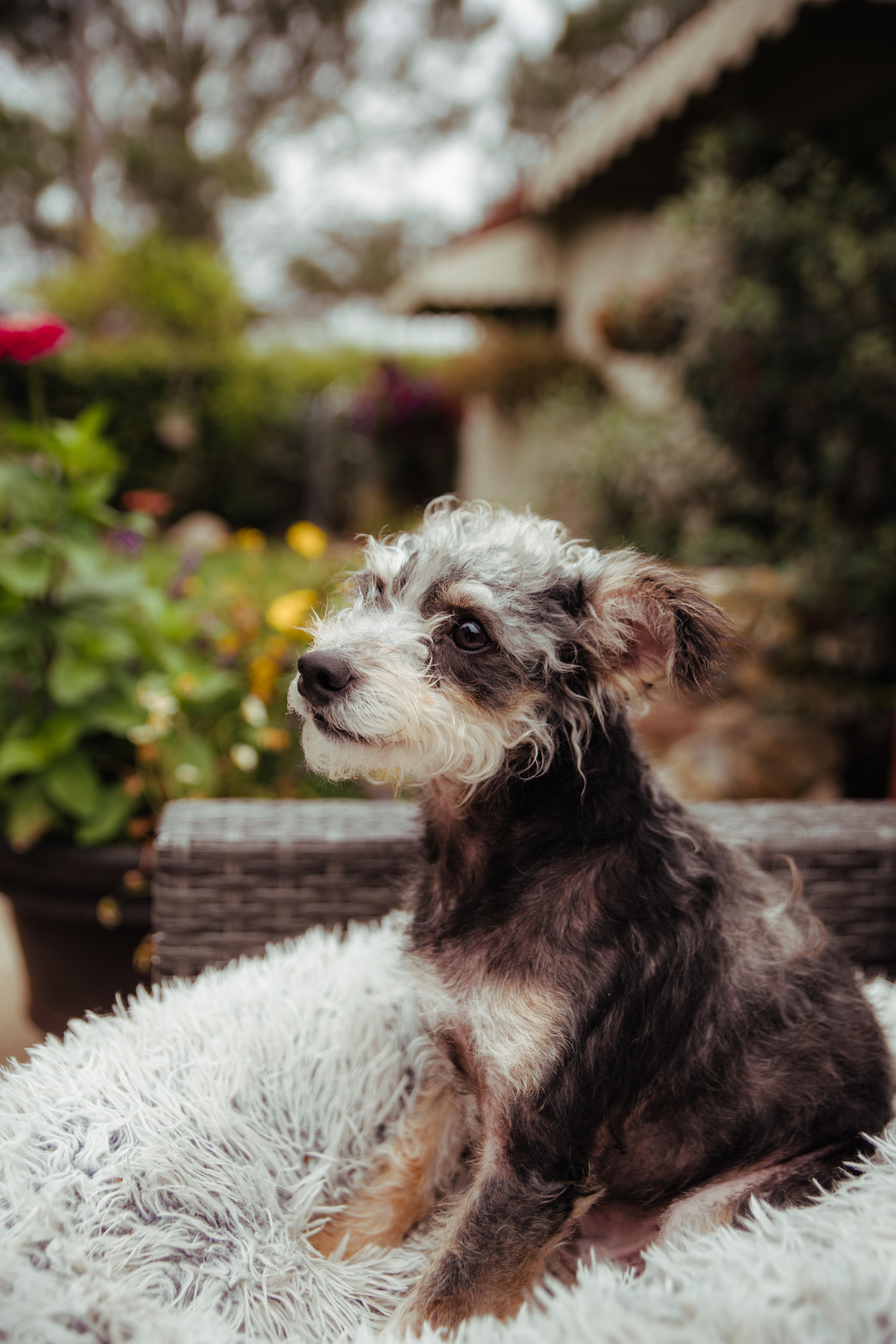 Enlarge Remi, a Adoptable mixed breed in West Hollywood, CA image 4/5
