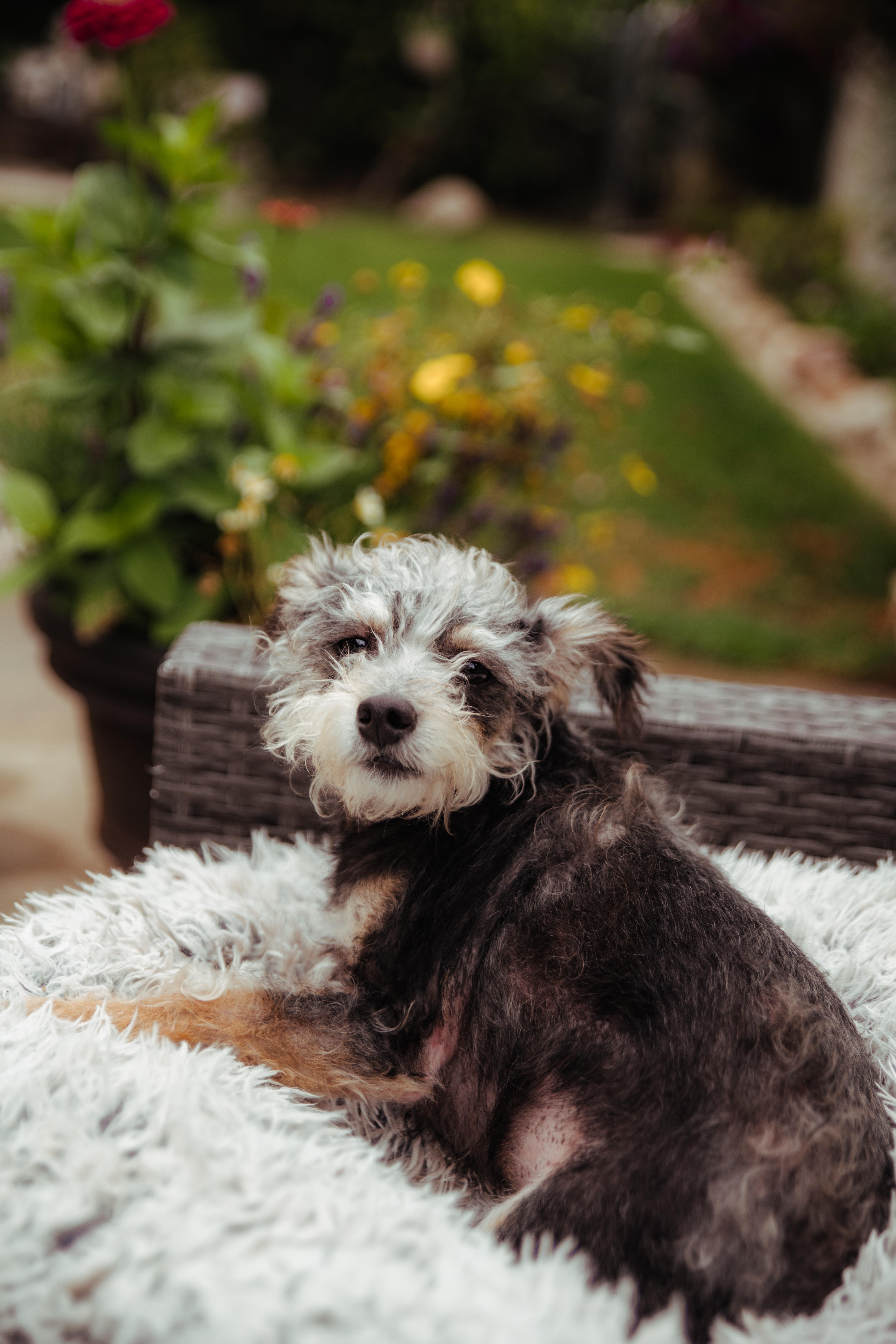 Enlarge Remi, a Adoptable mixed breed in West Hollywood, CA image 5/5