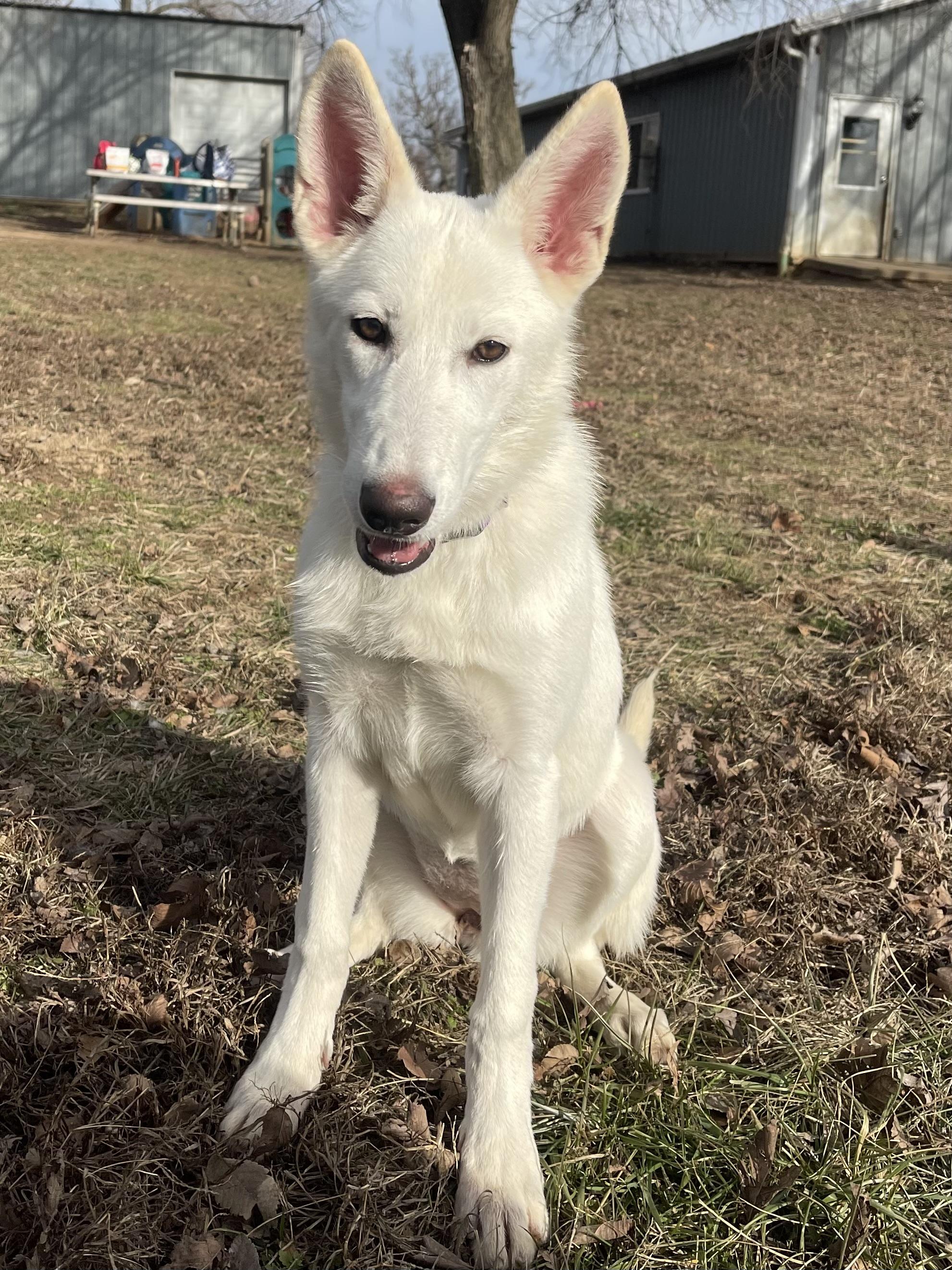 Enlarge Bri, a Adoptable German Shepherd Dog in Jefferson City, MO image 1/5