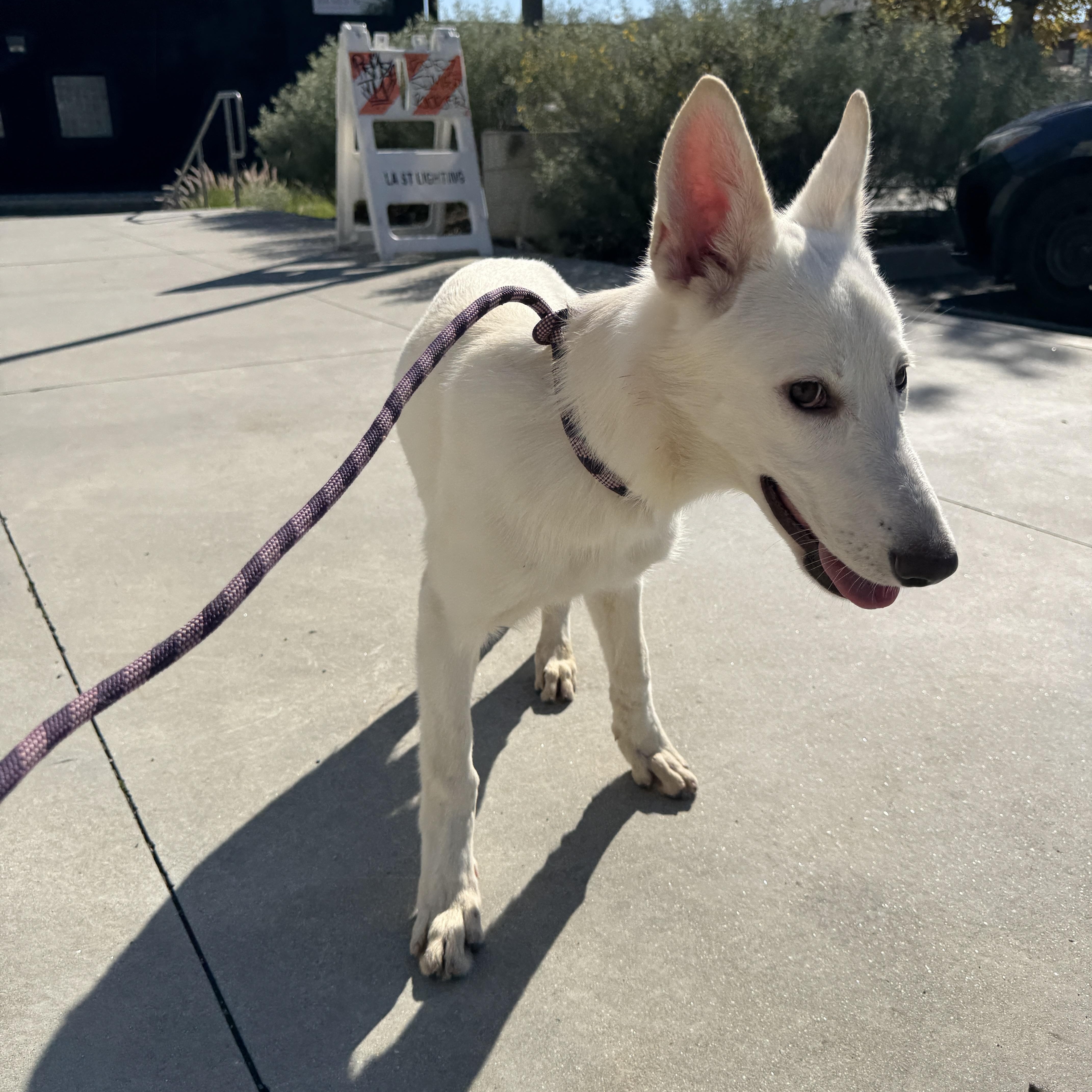 Enlarge Bri Coming to MO, a Adoptable German Shepherd Dog in Jefferson City, MO image 2/4