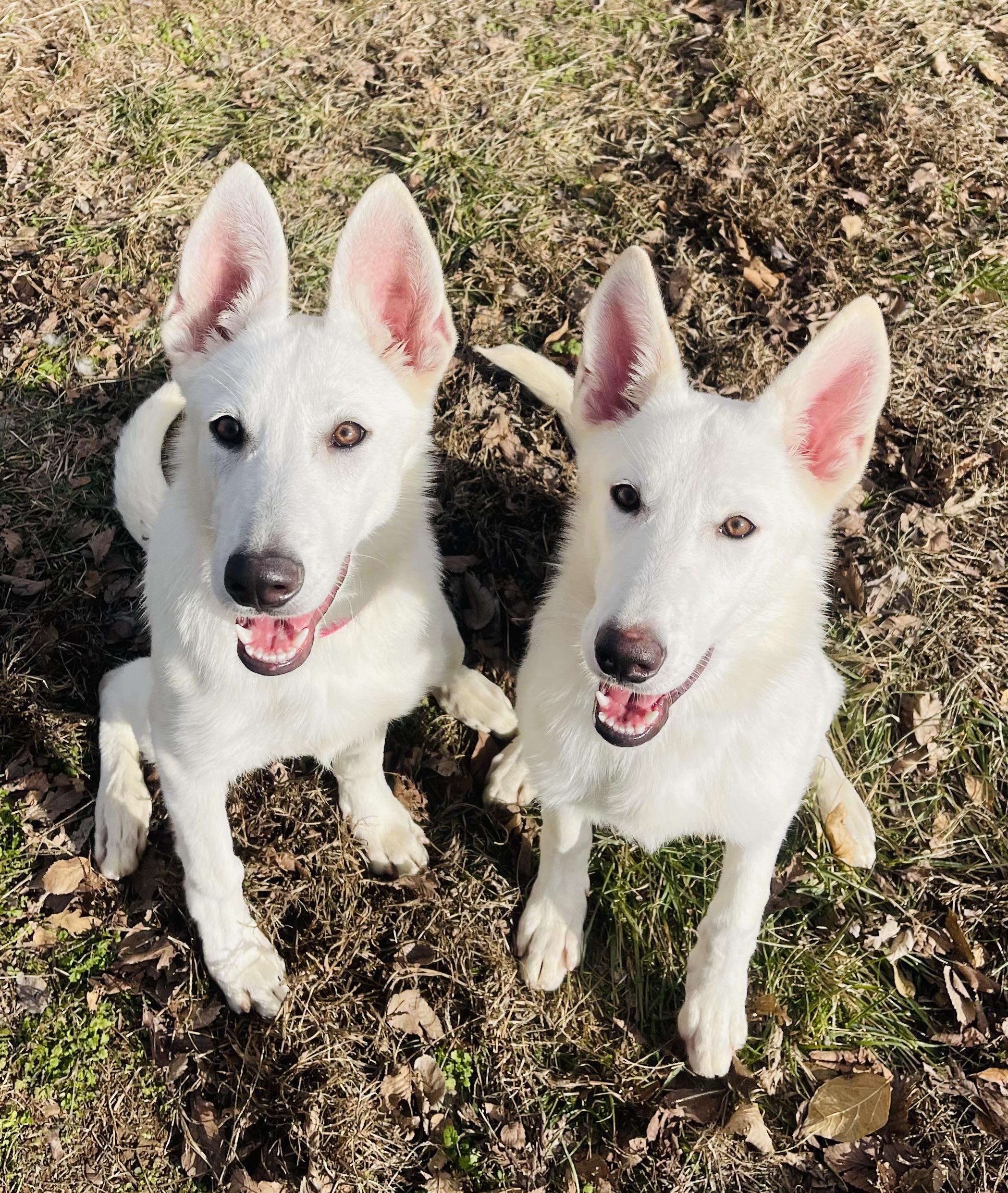 Enlarge Bri, a Adoptable German Shepherd Dog in Jefferson City, MO image 4/5