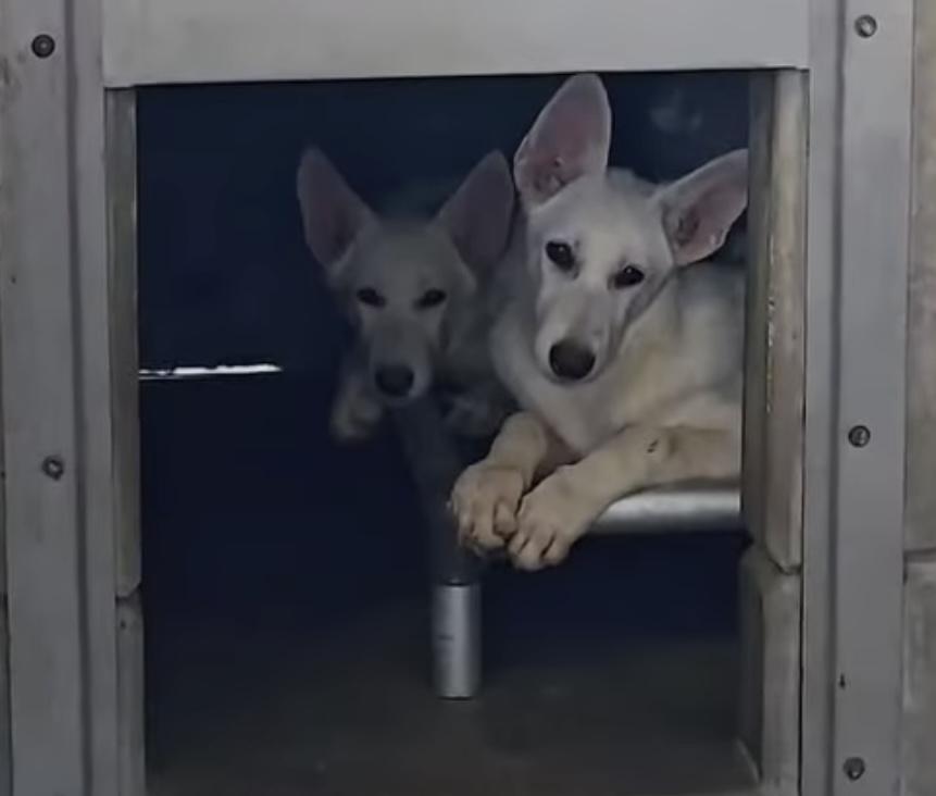 Enlarge Bri Coming to MO, a Adoptable German Shepherd Dog in Jefferson City, MO image 3/4