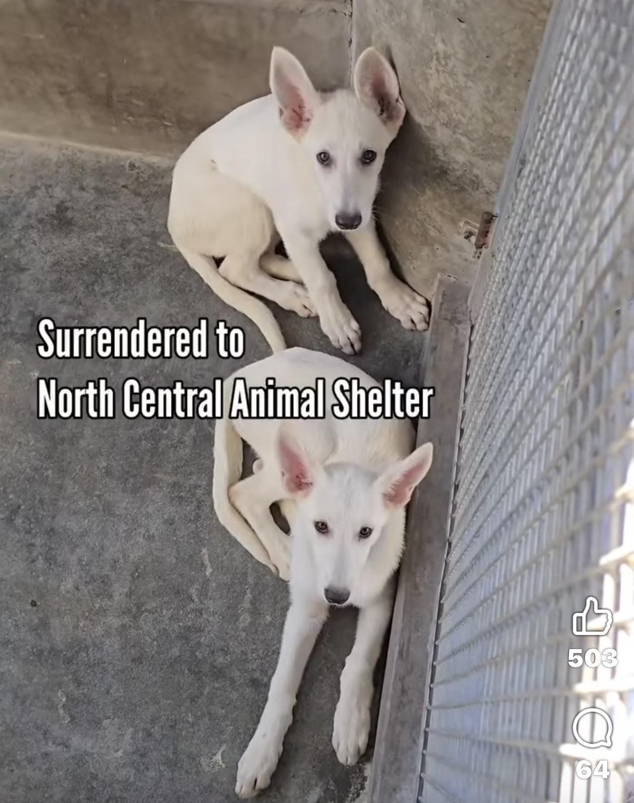 Enlarge Bri Coming to MO, a Adoptable German Shepherd Dog in Jefferson City, MO image 4/4