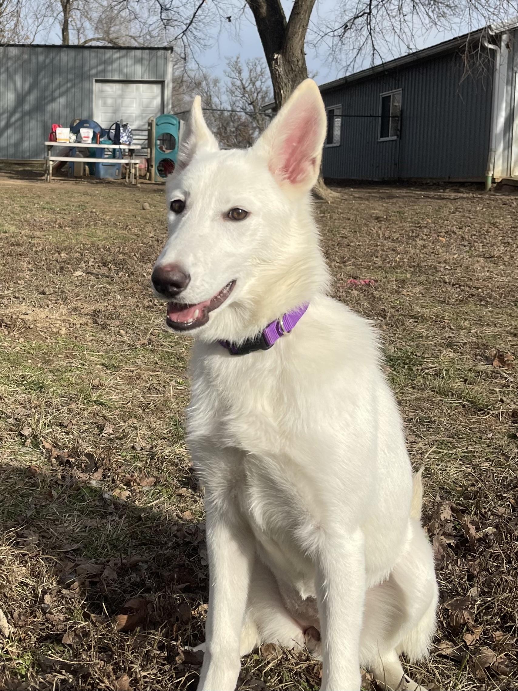 Enlarge Bri, a Adoptable German Shepherd Dog in Jefferson City, MO image 3/5