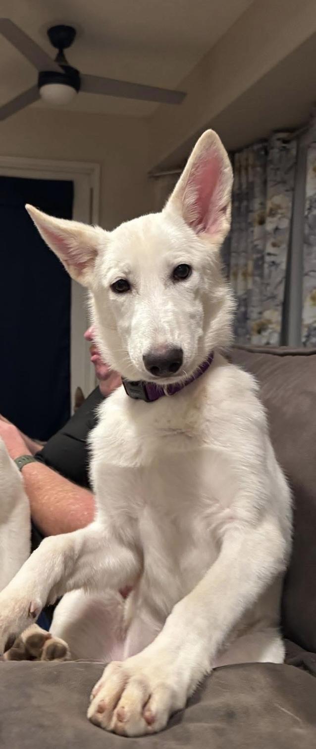 Bri, Adoptable, Puppy Female German Shepherd Dog.