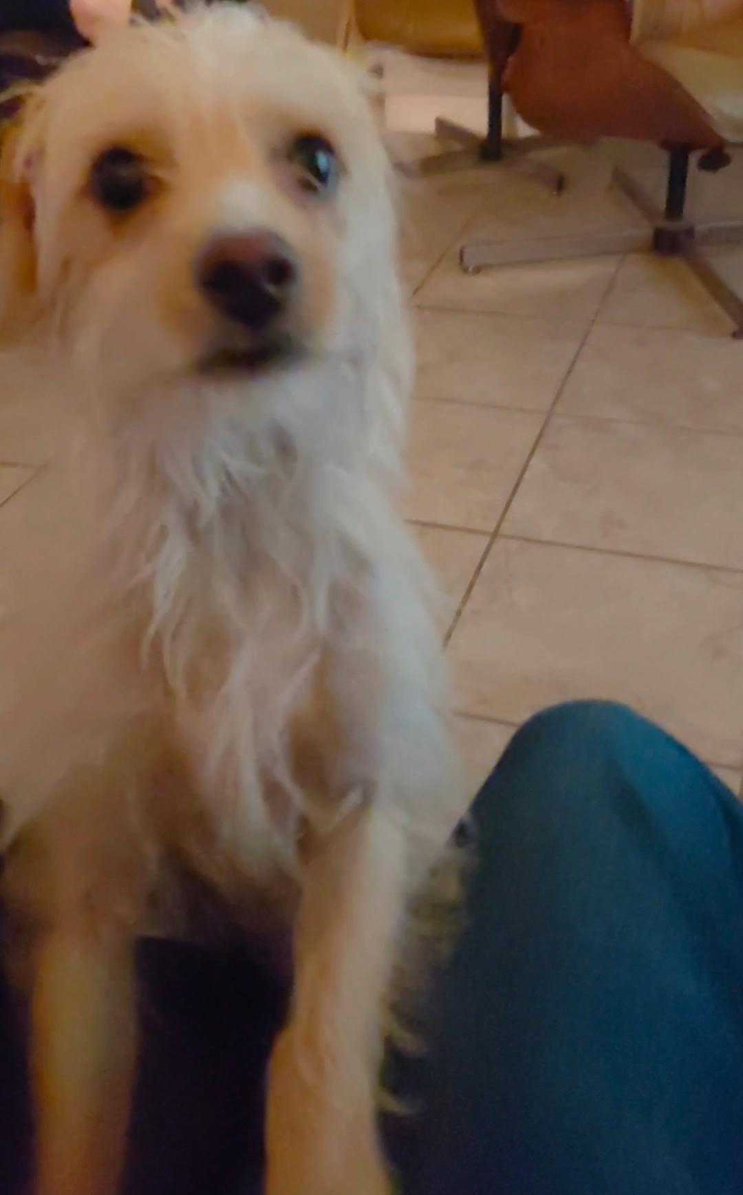 Enlarge Sam, an adoptable mixed breed in Austin, TX image 4/4