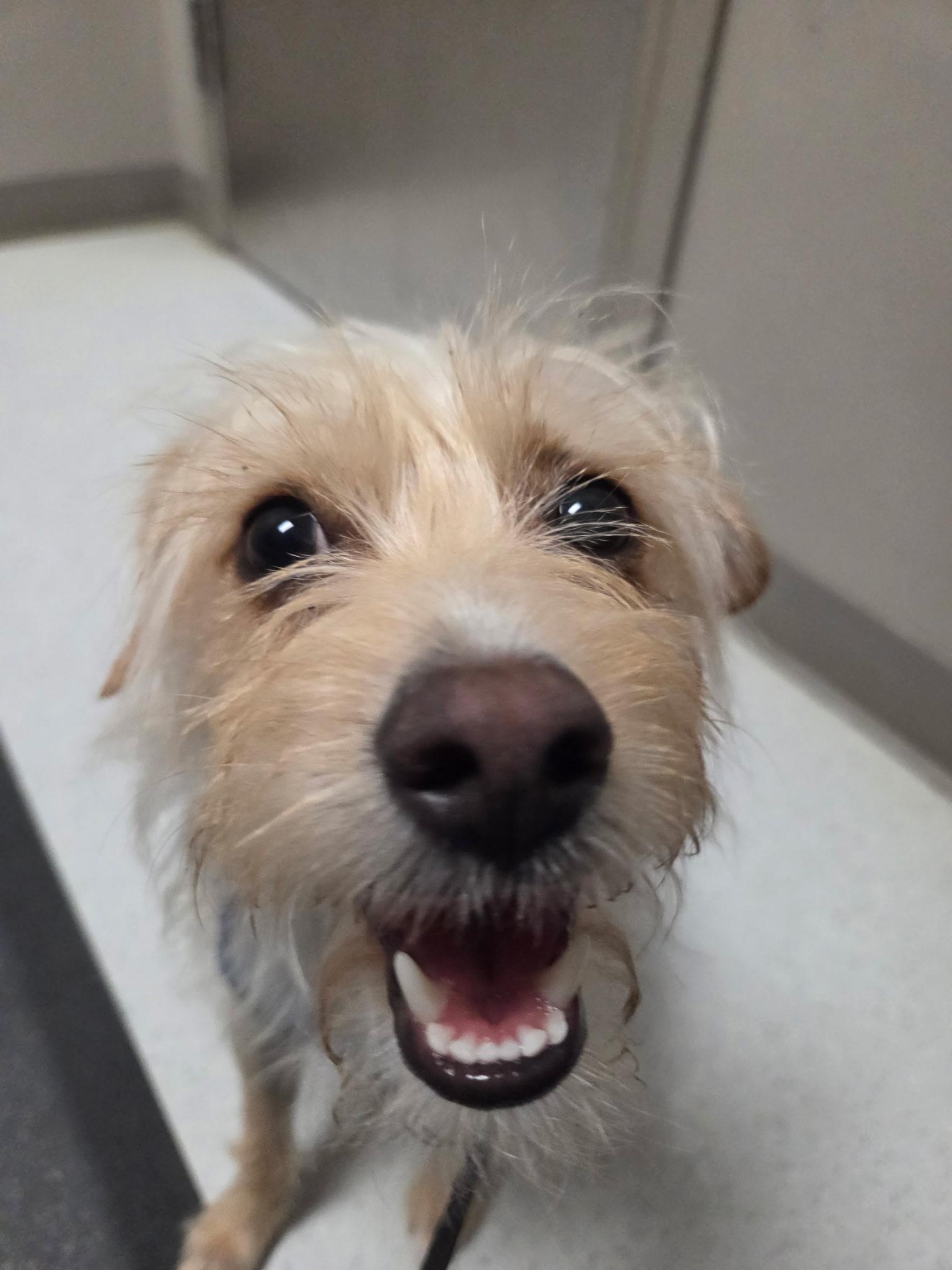 Enlarge Sam, an adoptable mixed breed in Austin, TX image 1/4