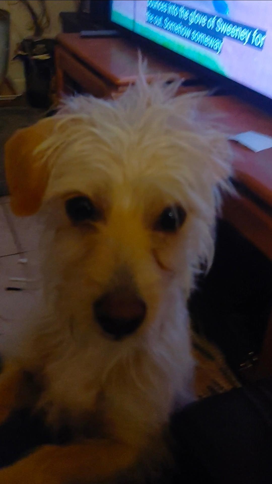 Enlarge Sam, an adoptable mixed breed in Austin, TX image 2/4