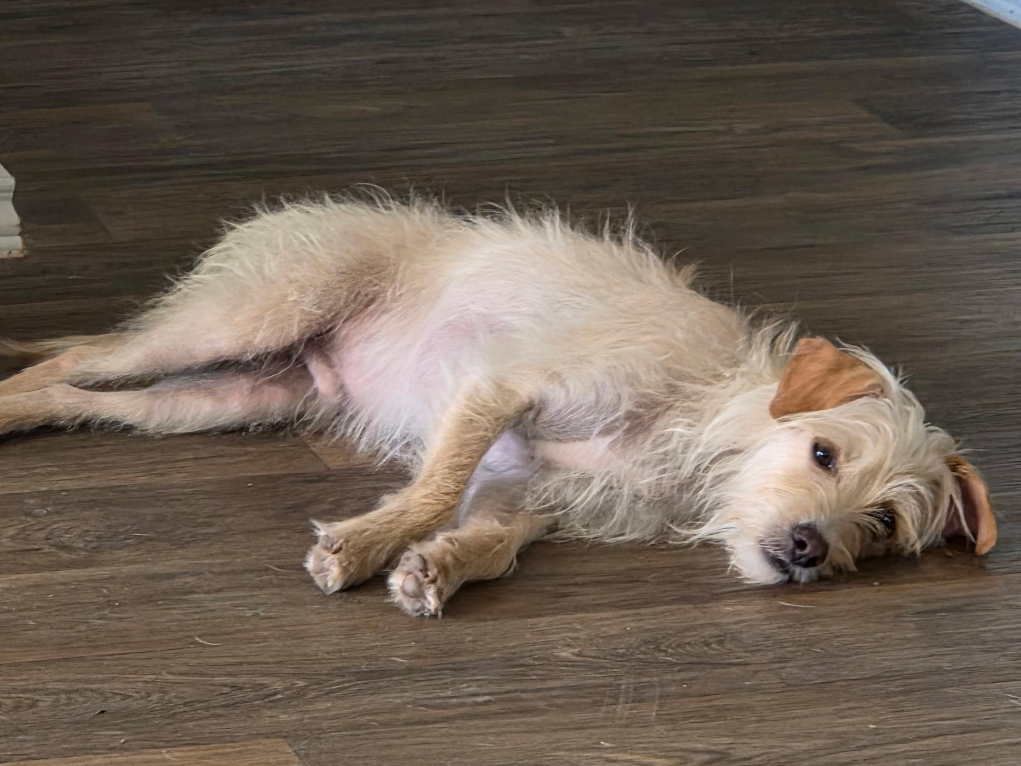 Enlarge Sam, an adoptable mixed breed in Austin, TX image 2/4