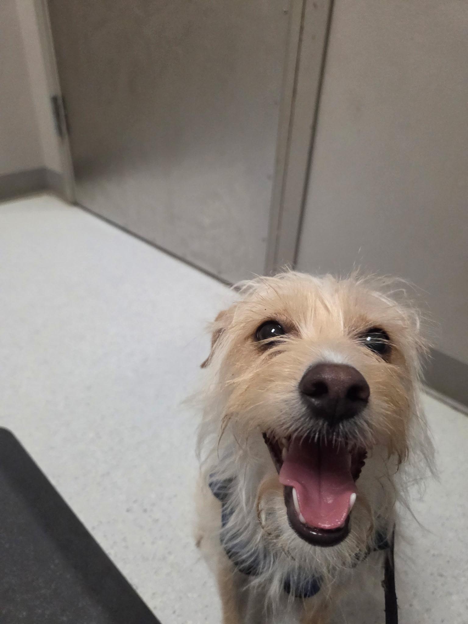 Enlarge Sam, an adoptable mixed breed in Austin, TX image 3/4