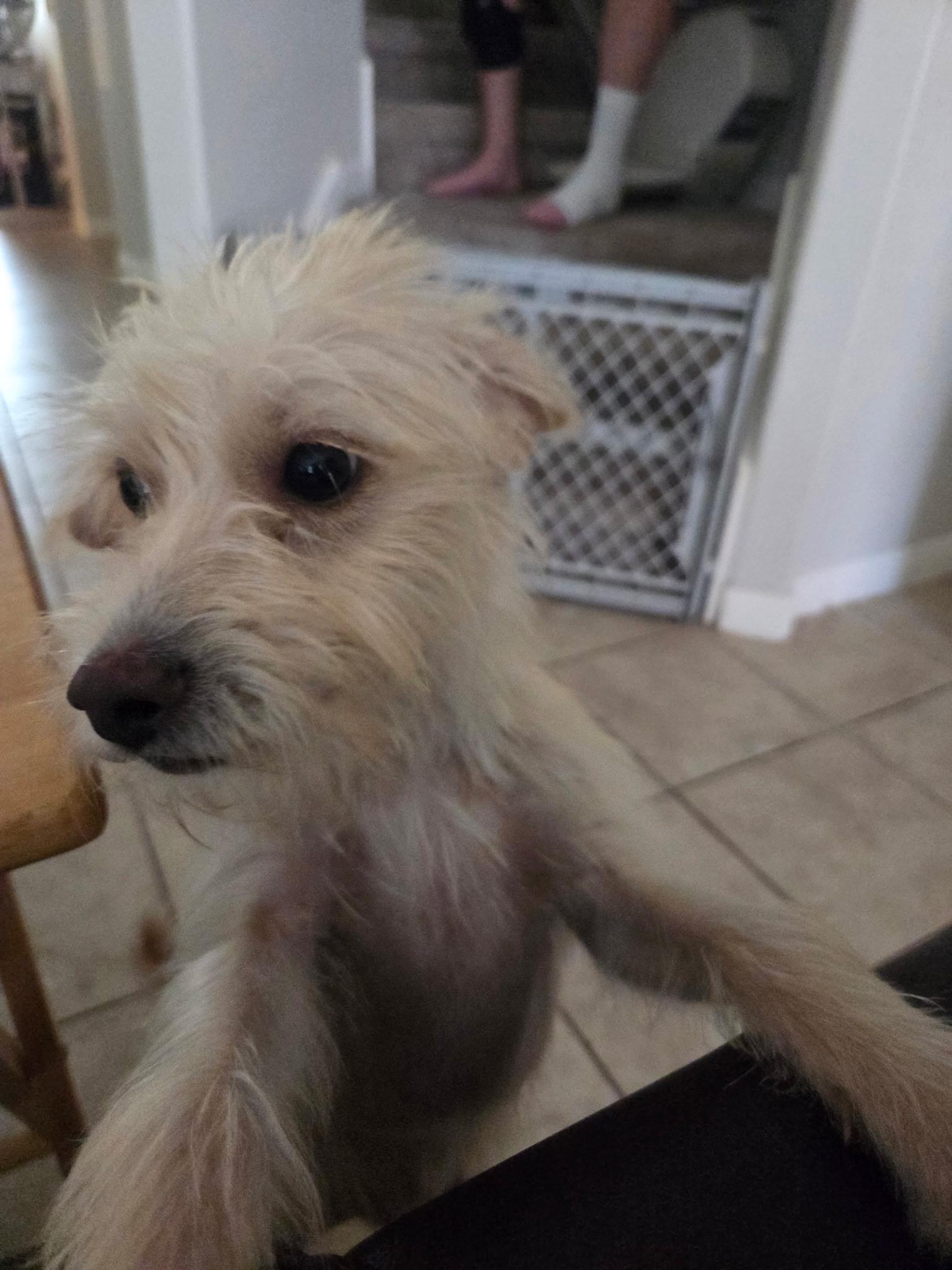 Sam, adoptable, Puppy Male Cairn Terrier.