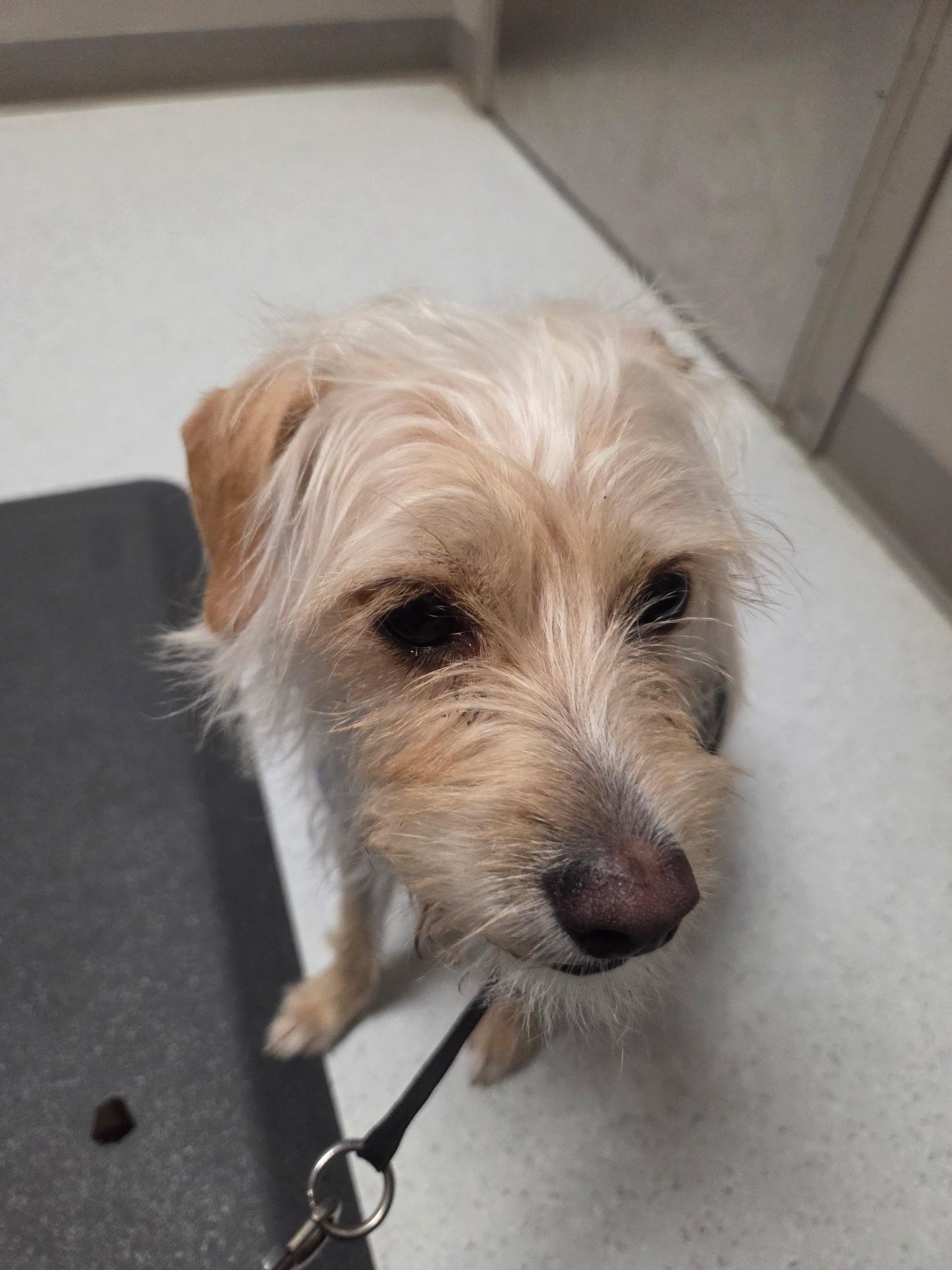 Enlarge Sam, an adoptable mixed breed in Austin, TX image 4/4