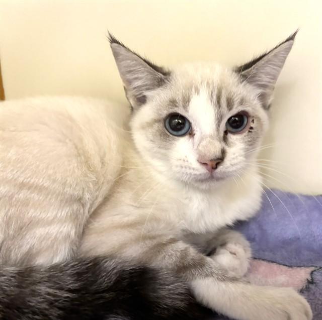 TILLY, Adoptable, Kitten Female Siamese & Domestic Short Hair.