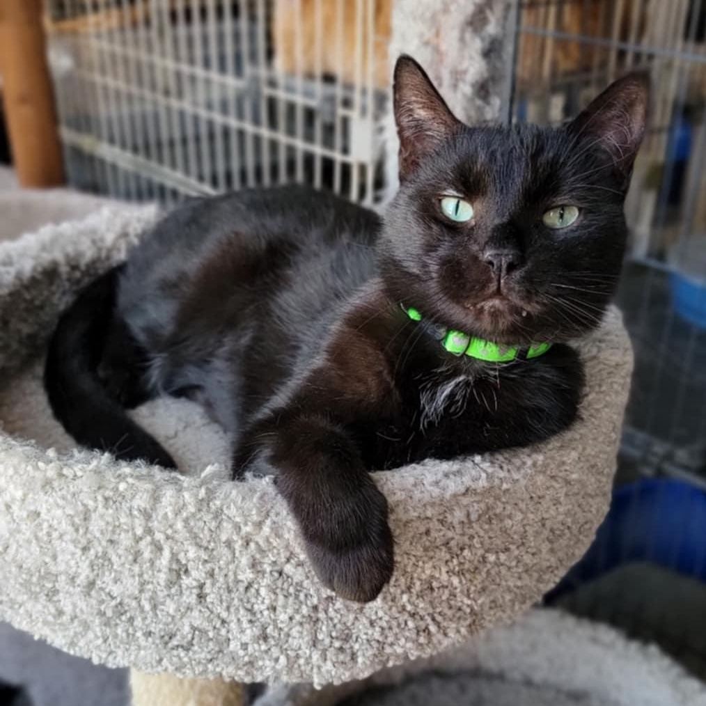 B.B., a Adoptable Domestic Short Hair in Devils Lake, ND image 1/6