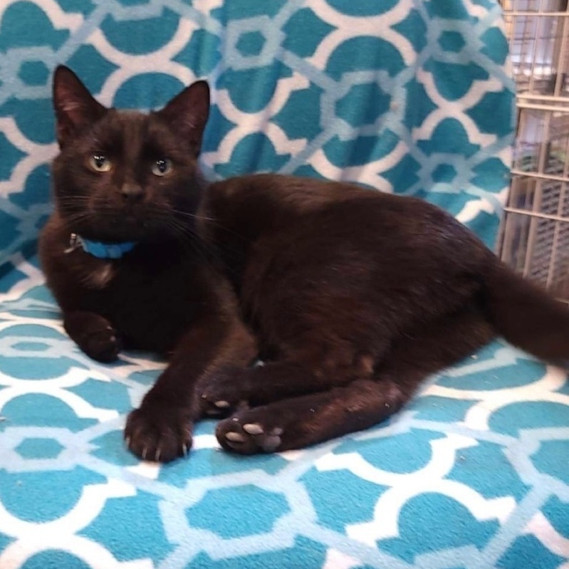 B.B., Adoptable, Adult Male Domestic Short Hair.