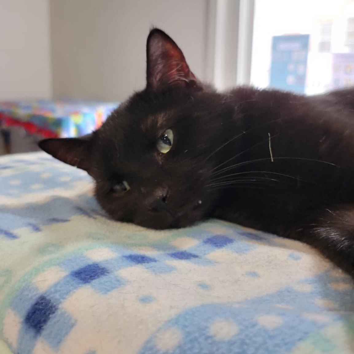 B.B., a Adoptable Domestic Short Hair in Devils Lake, ND image 3/6