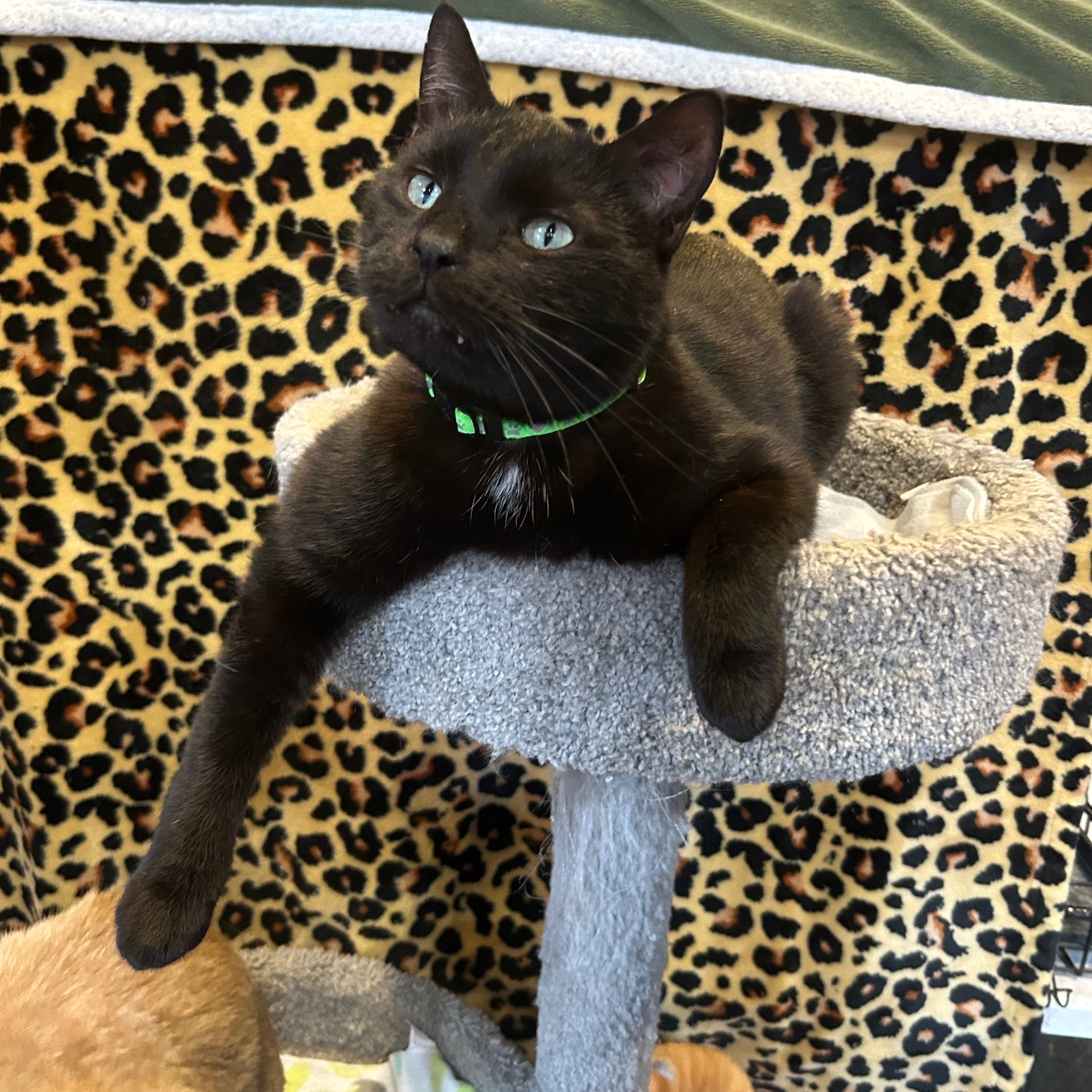B.B., a Adoptable Domestic Short Hair in Devils Lake, ND image 4/6