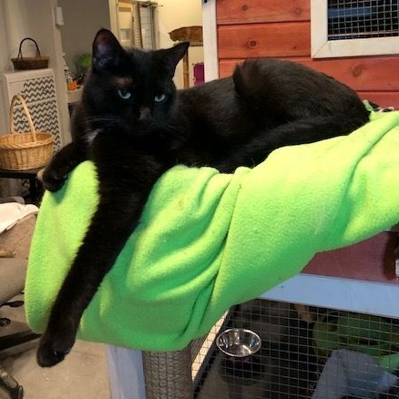 B.B., a Adoptable Domestic Short Hair in Devils Lake, ND image 5/6