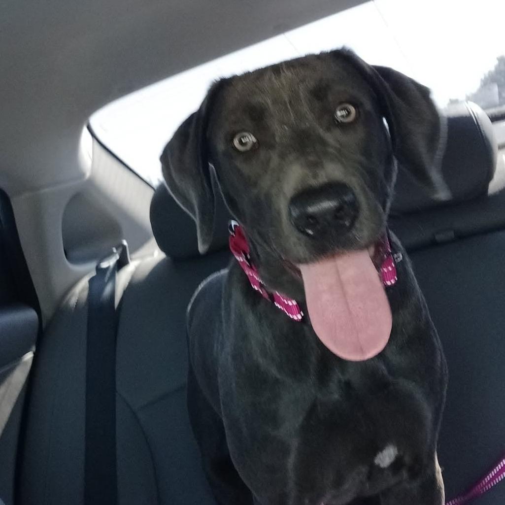 Koala, Adoptable, Young Female Pit Bull Terrier & Mixed Breed.